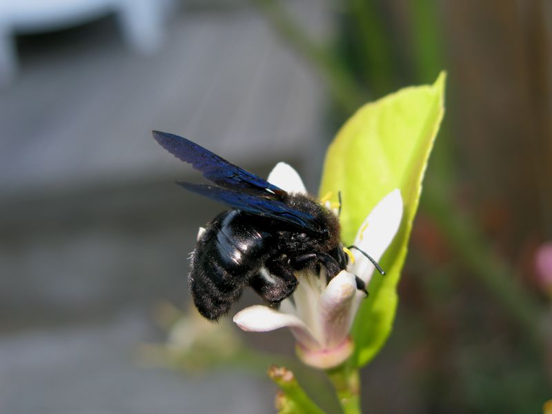 Abeille charpentière