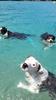 Passion Dog 04_Castellane