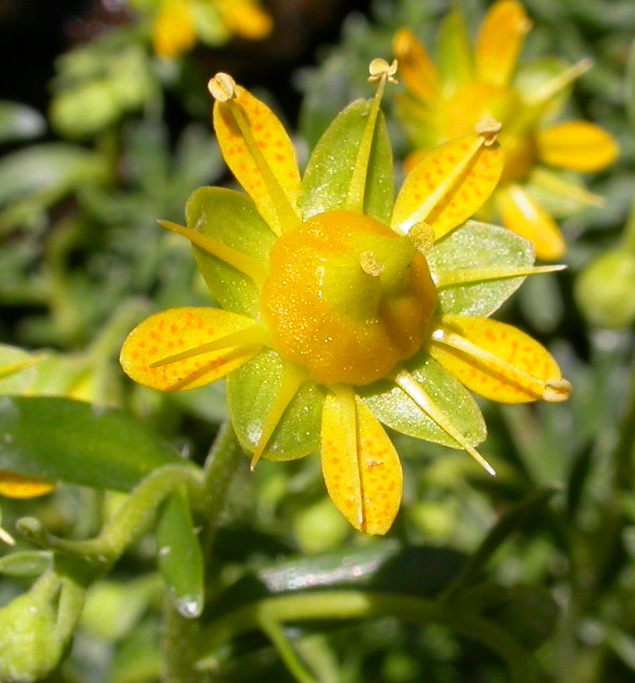 Découverte des plantes avec les accompagnateurs en montagne