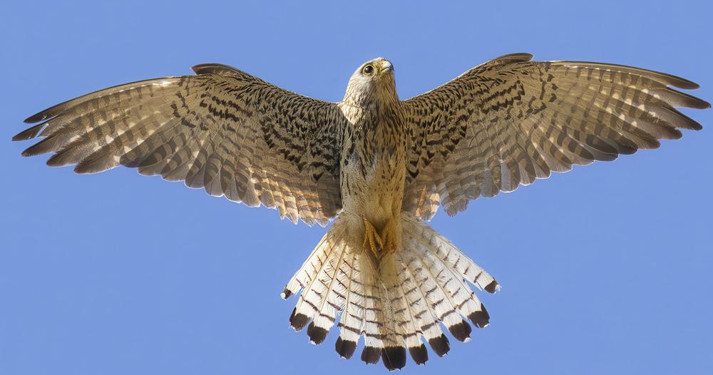 Exposition "Oiseaux planeurs en vol grandeur nature"_Guilherand-Granges