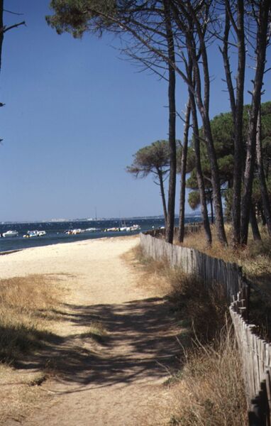 Sentier le long de la pinède du Bastidon à La Londe les Maures