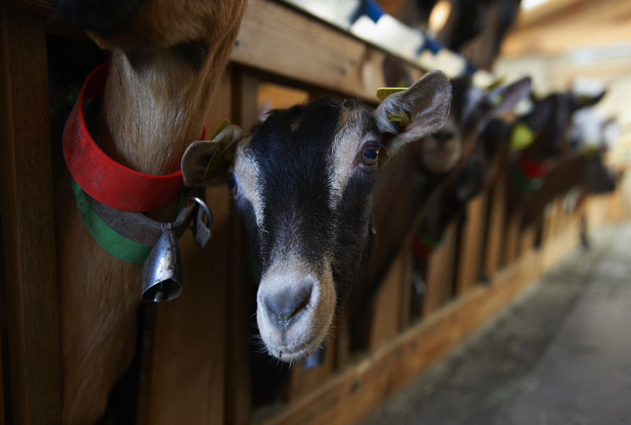 Les biquettes du GAC des Roches Fleuries - Saint-Gervais Mont-Blanc