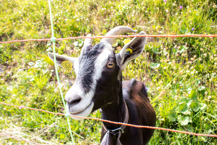 Chèvre à Bogneuve