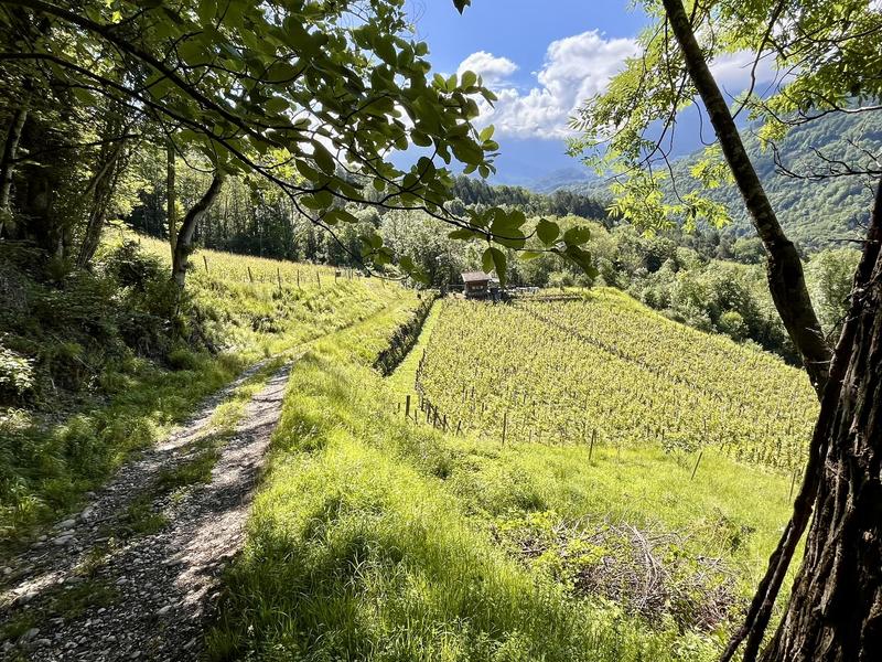 European Heritage Days: Discovering the vineyard
