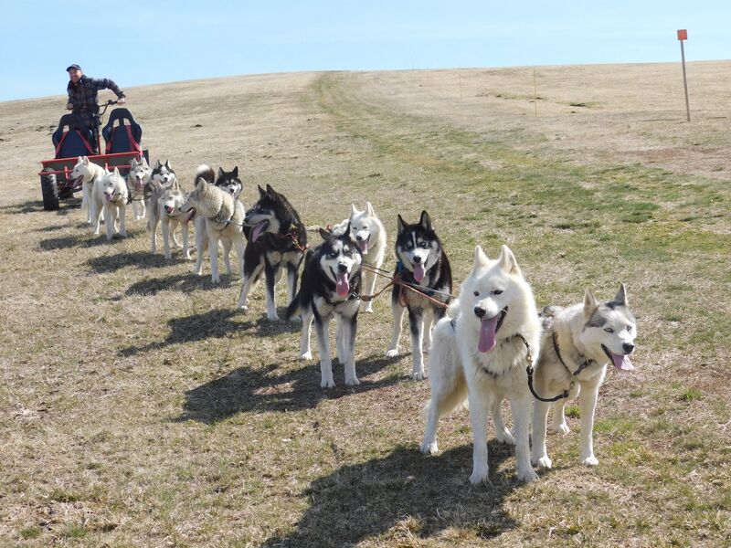 Chiens de Traîneau balade et découverte - Taïga Aventure