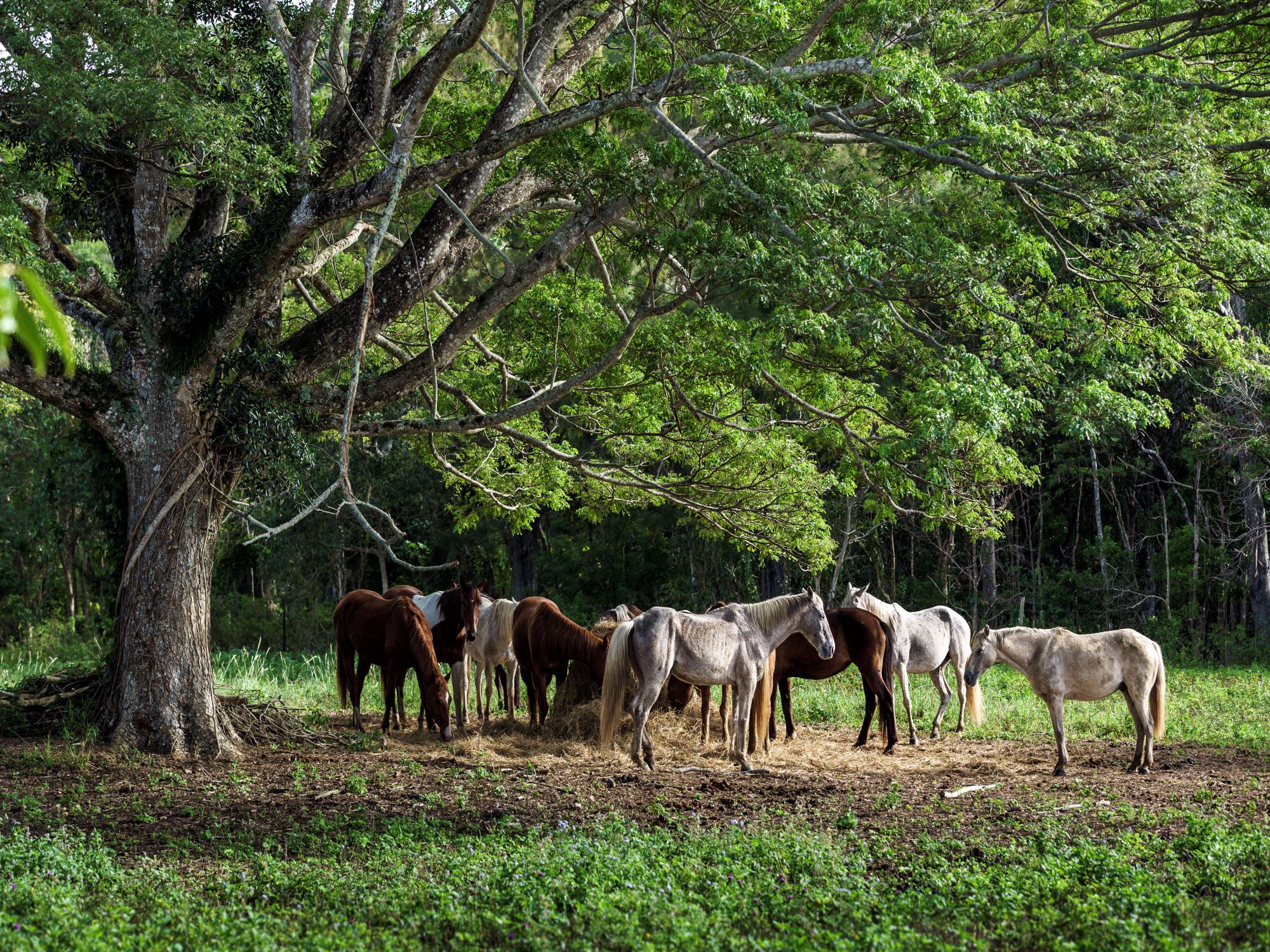 chevaux