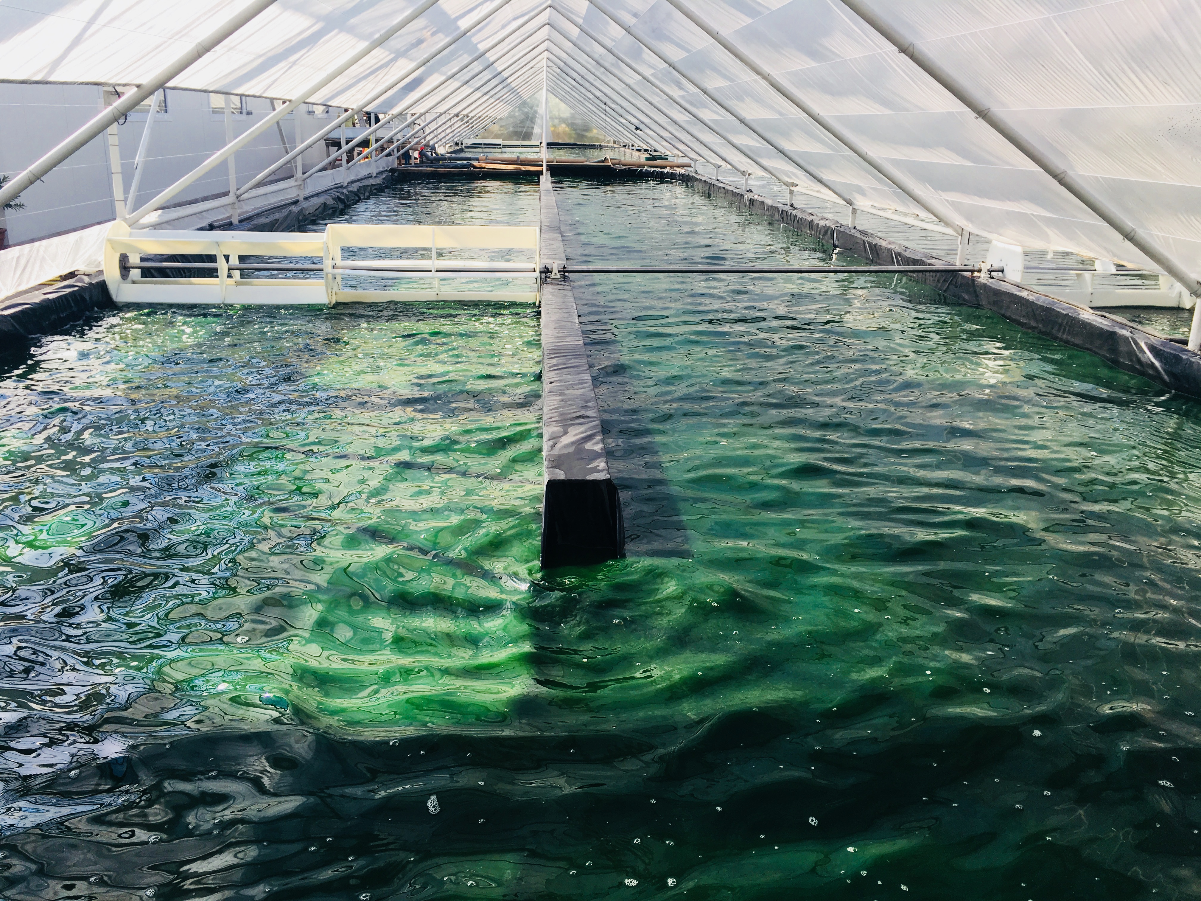 La Spiruline des Oliviers (EARL La Perdrerie)