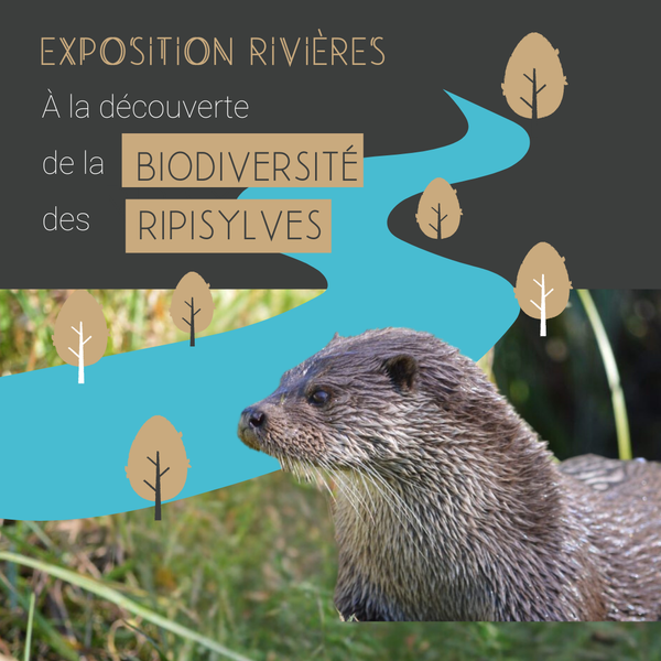 [EXPOSITION] À la découverte de la biodiversité des ripisylves
