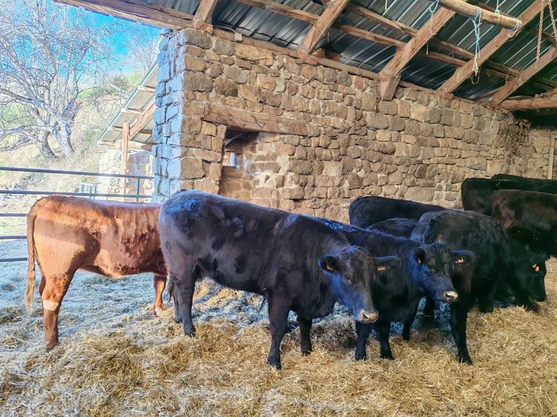 Petit gîte La Ferme de Magnaudès_Borée