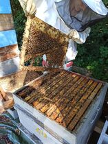 cadre abeilles