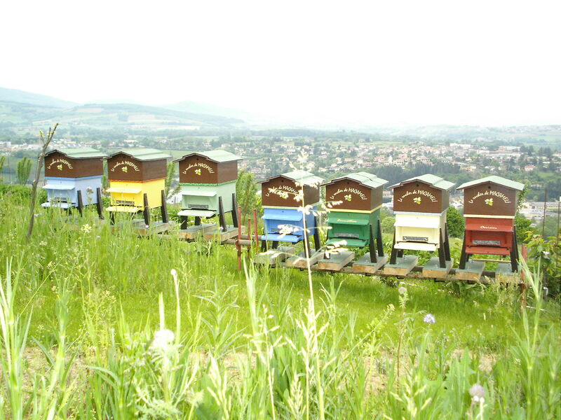 Le rucher de Macaméli