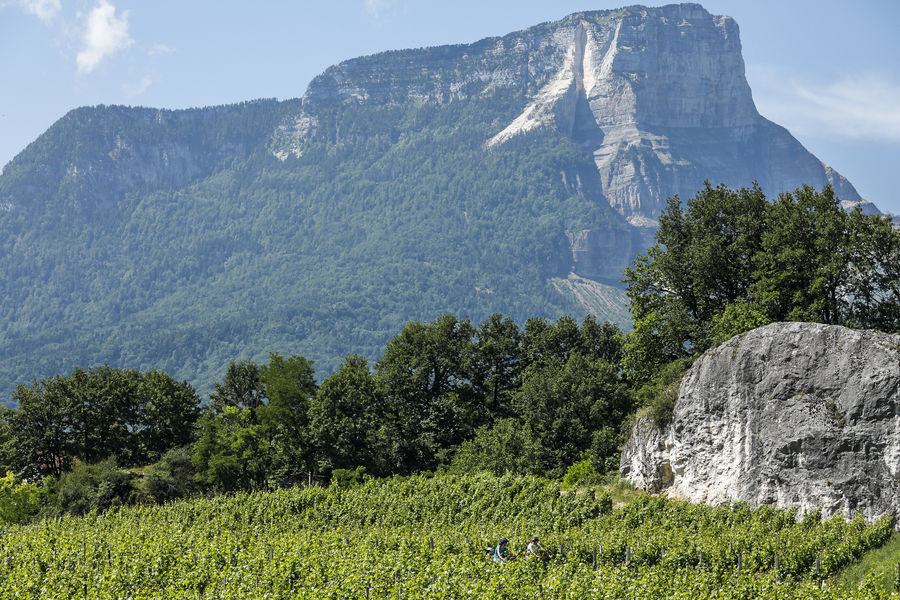 La falaise du Mont Granier depuis la vallée