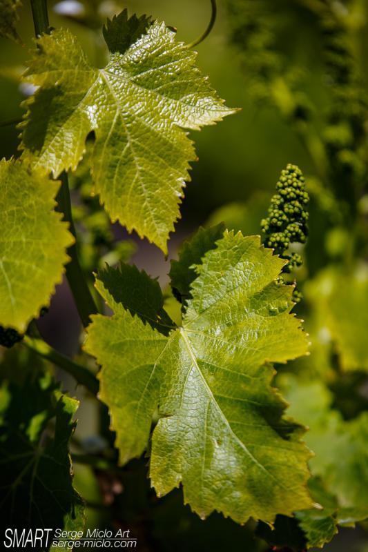 Château du Petit Sonnailler, Aurons - photo 20