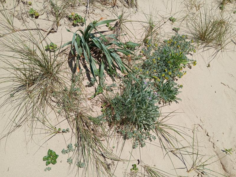 Les dunes : un patrimoine naturel résilient