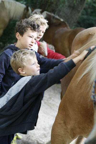 s'occuper des chevaux
