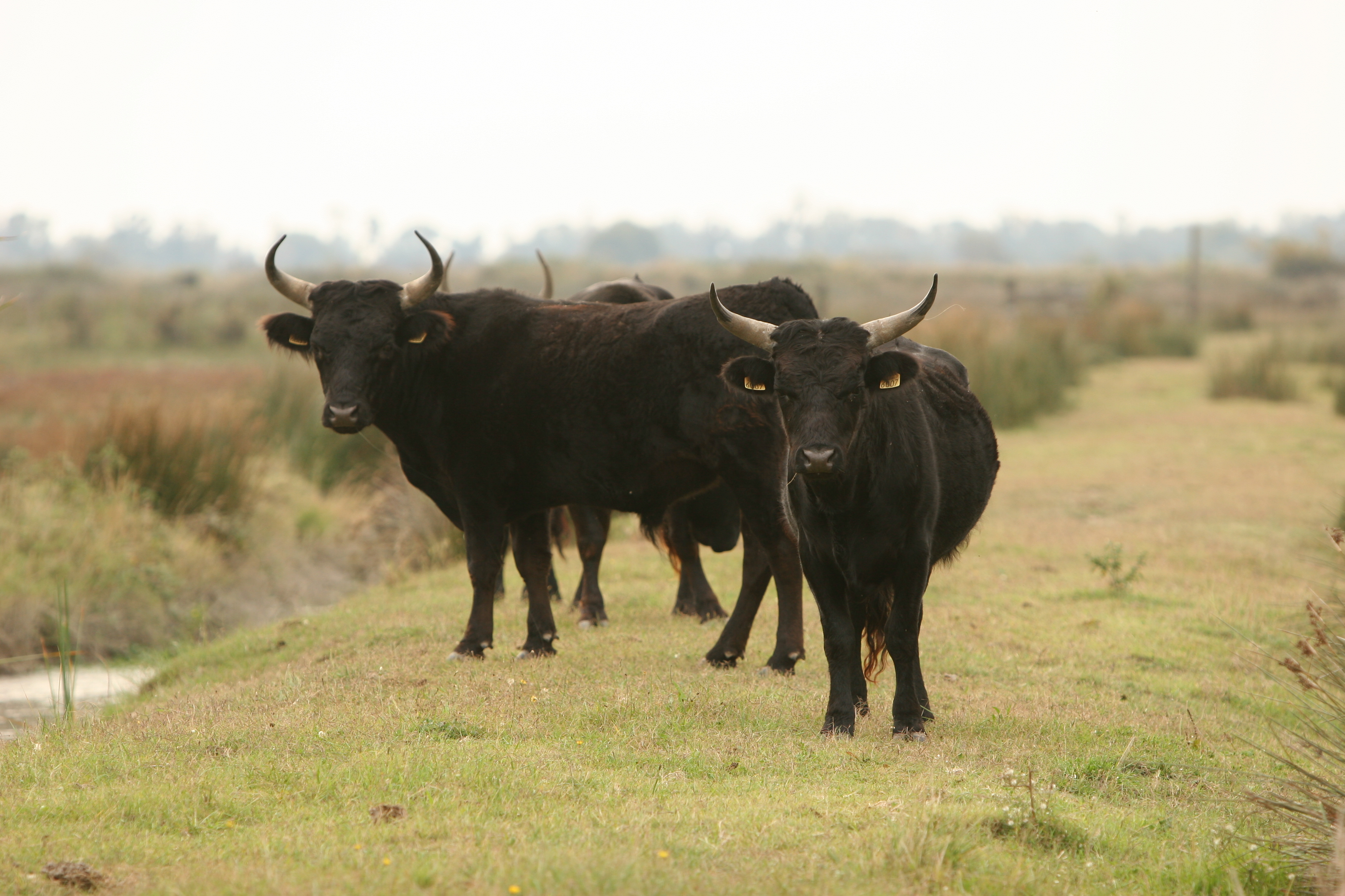 Transhumance de taureaux