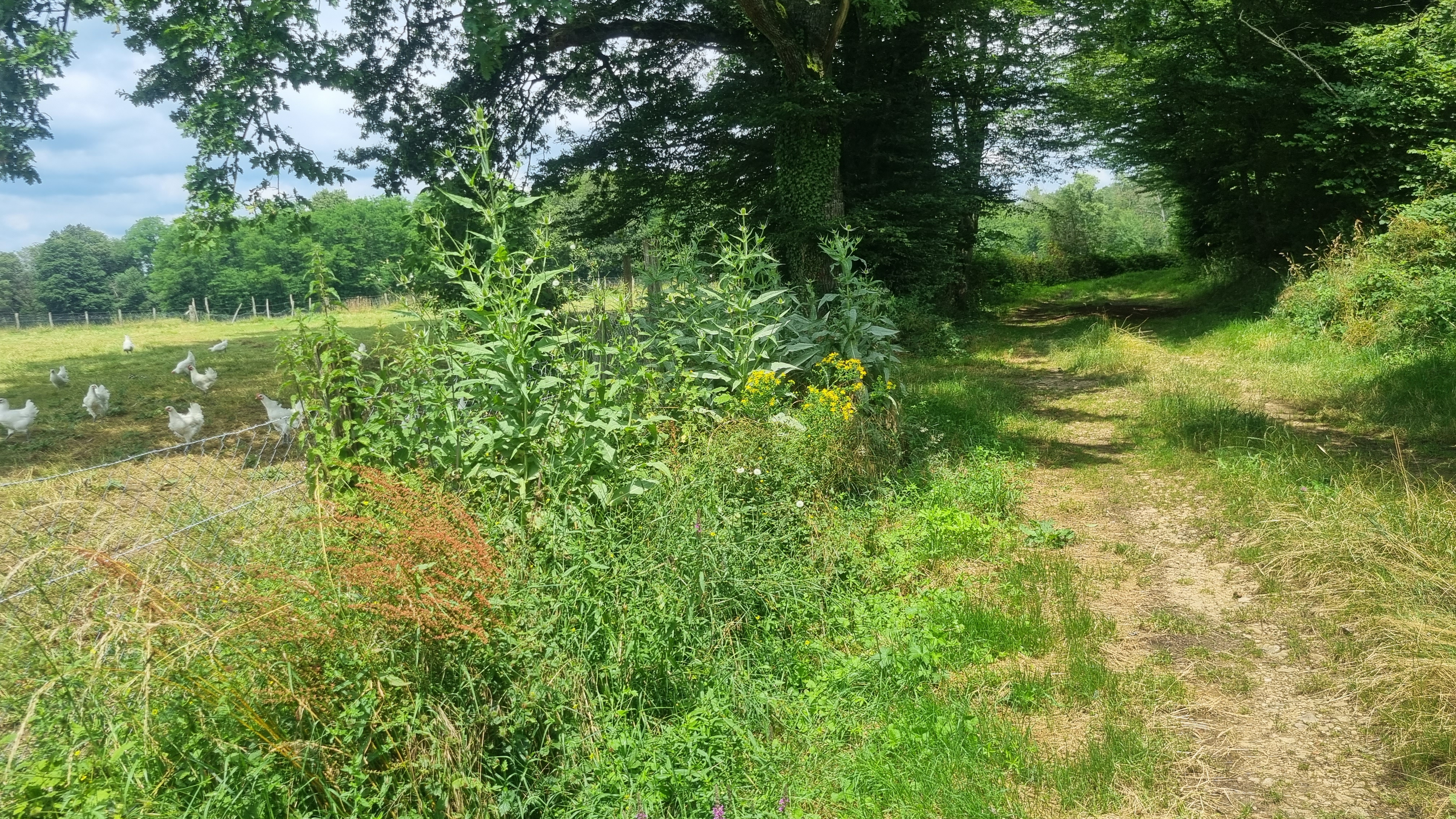 Circuit VTT n°24 (rouge) - La St Martin