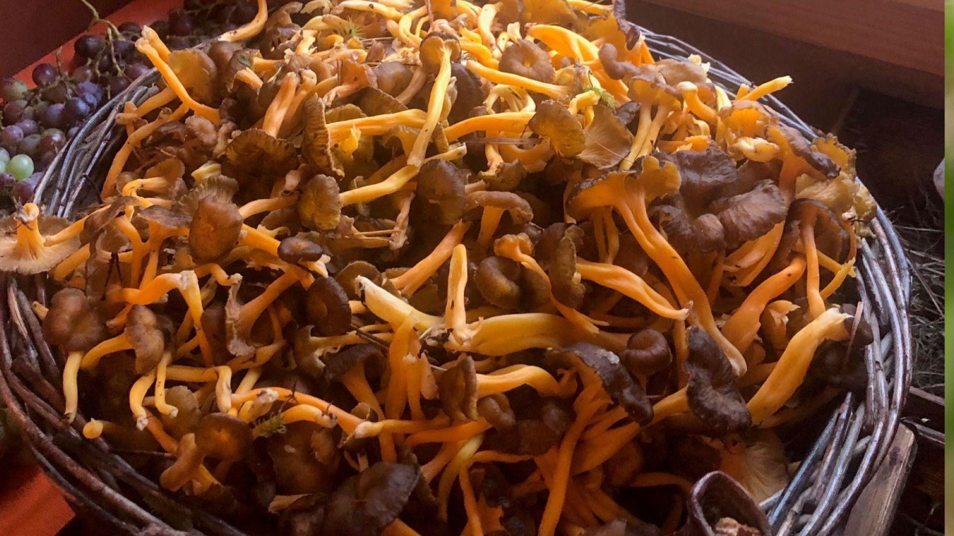 Récolte Trompette Chanterelles en octobre