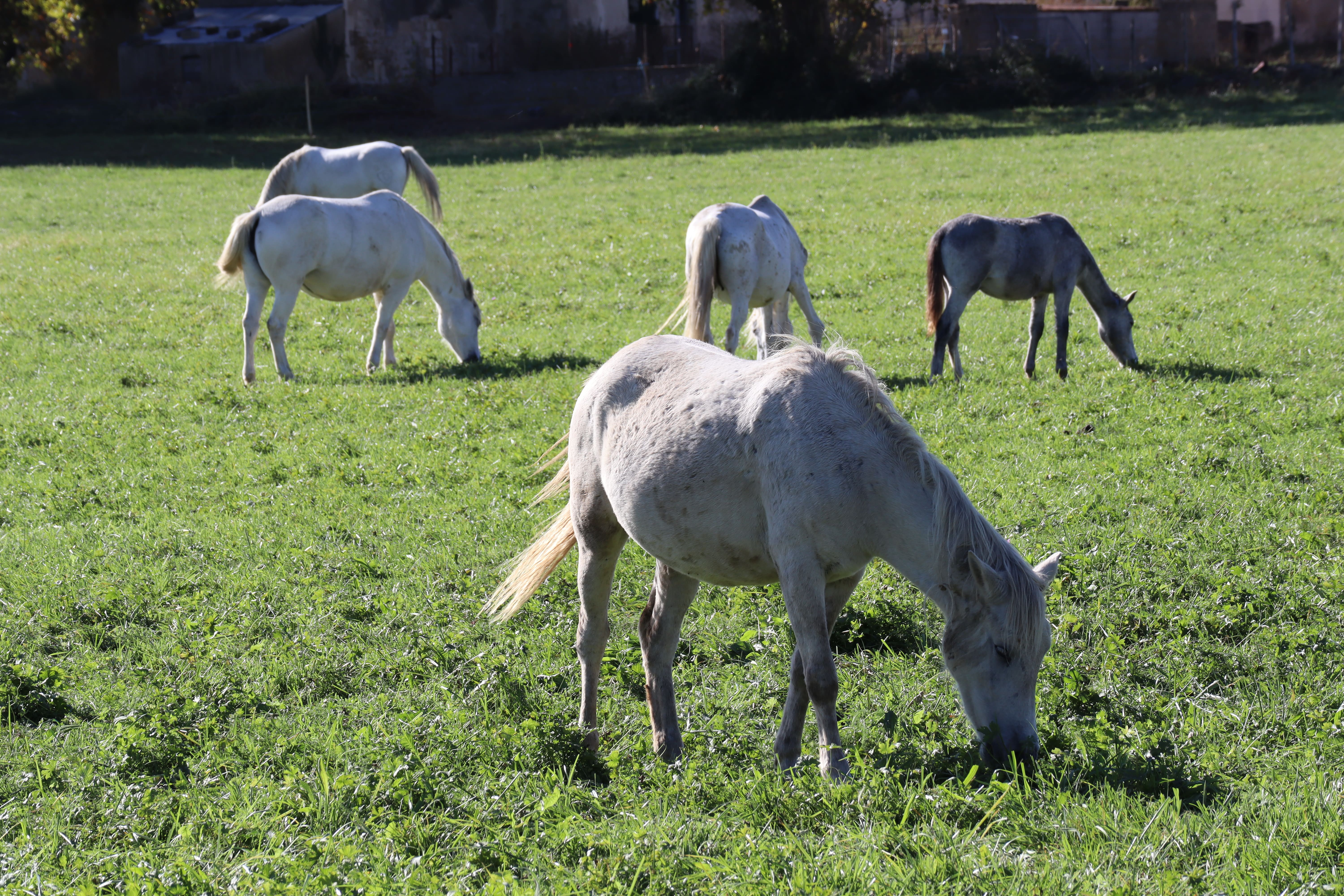 Concours Monte-Camargue et attelages