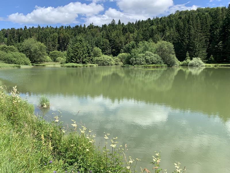 Randonnée - La ronde des étangs Marron