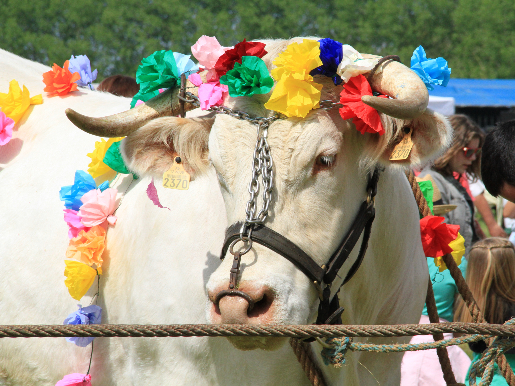 Transhumance de la Vallée du Curé