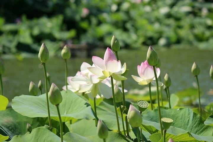 Parc floral de la court d'Aron