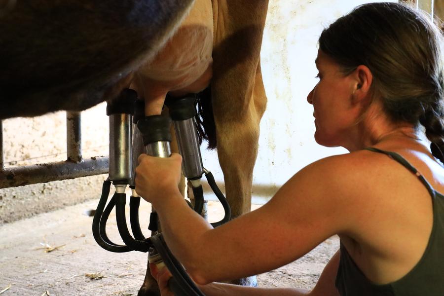 Traite des vaches