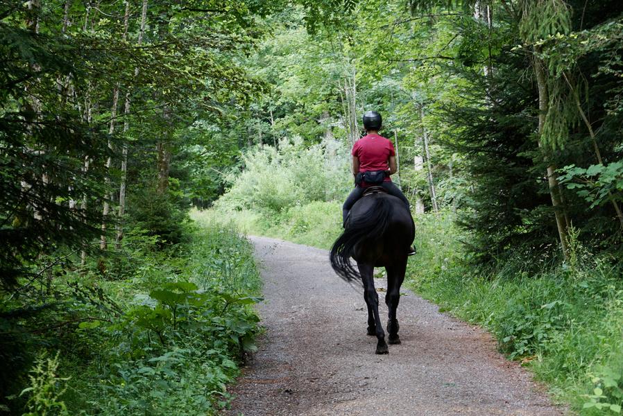 ECV Equitation - Le bois Moret_Auvers-Saint-Georges