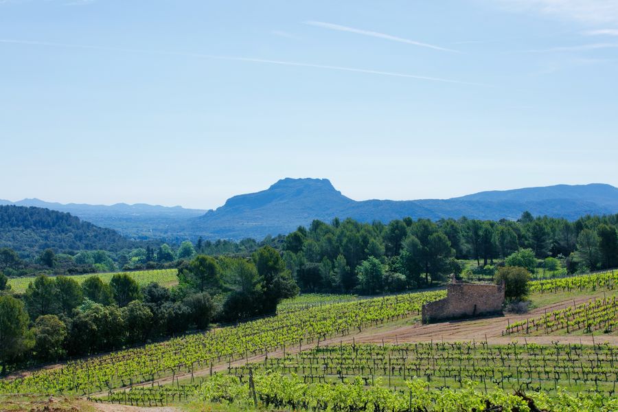 Vue vignoble