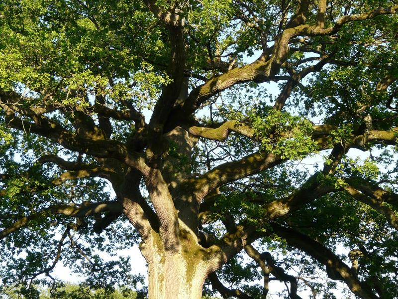Arbre