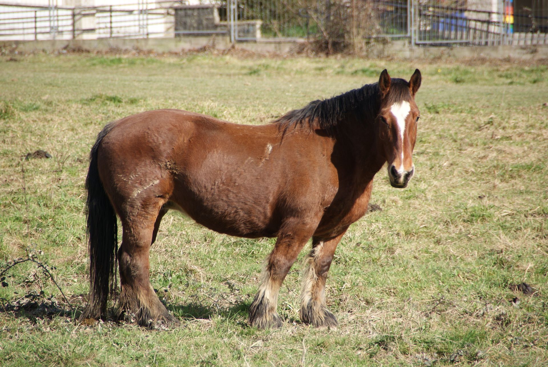 Concours de chevaux de trait modèle et allure