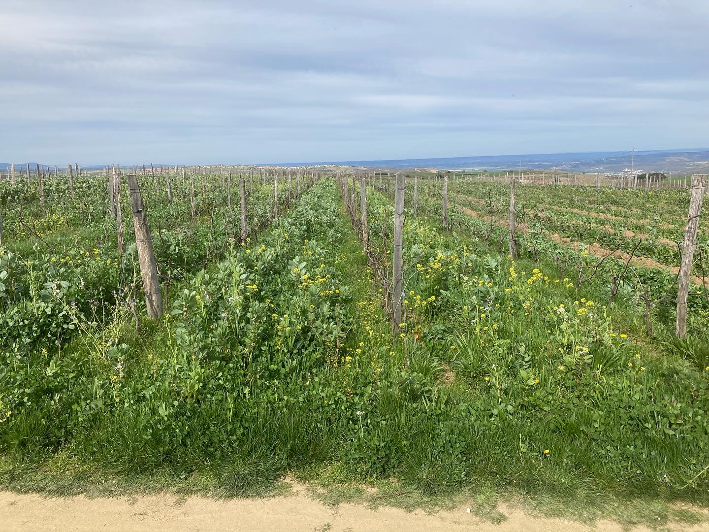 Rando Wine au domaine des Bardes