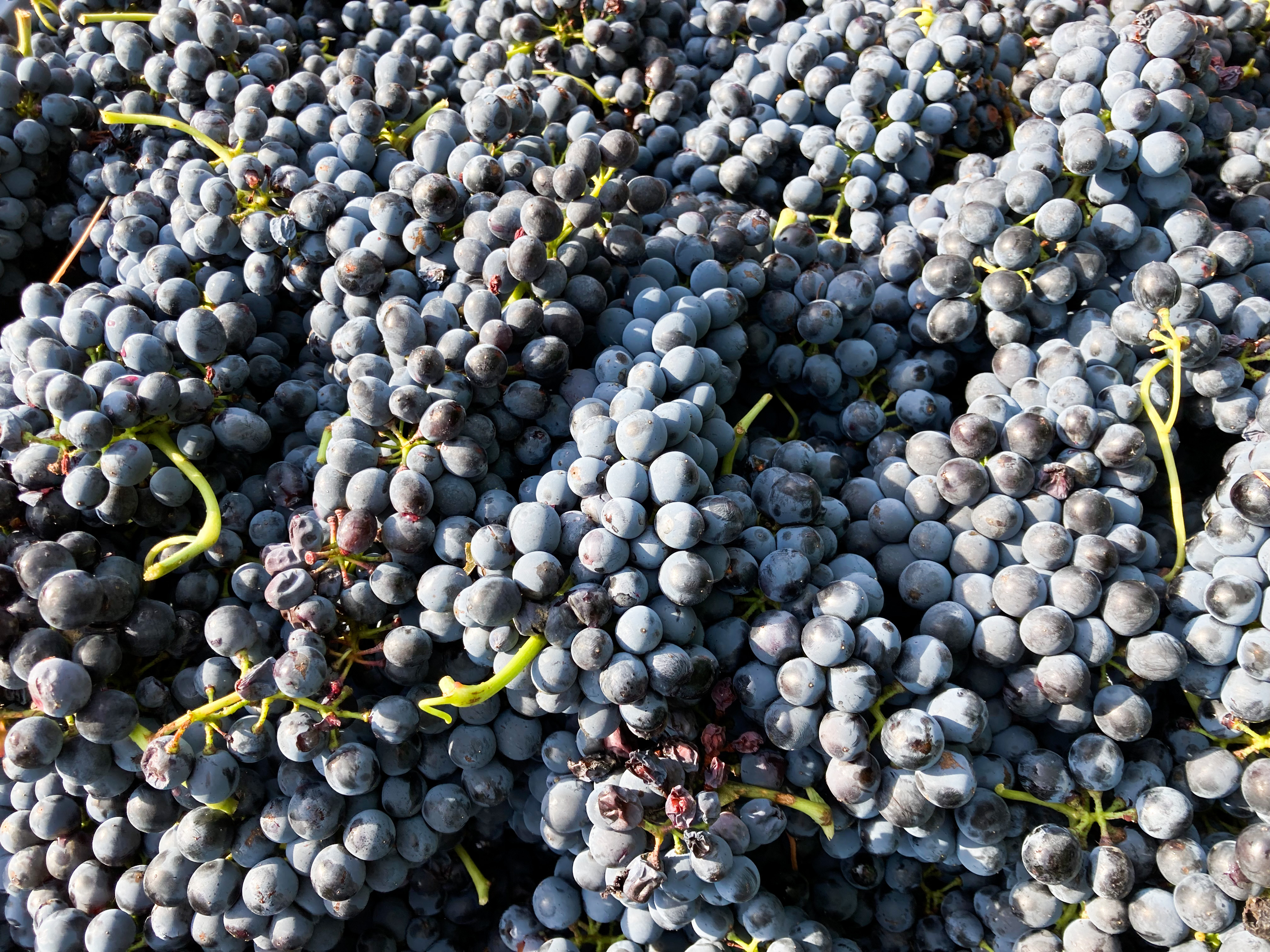 Domaine GRENIER François_Champagne