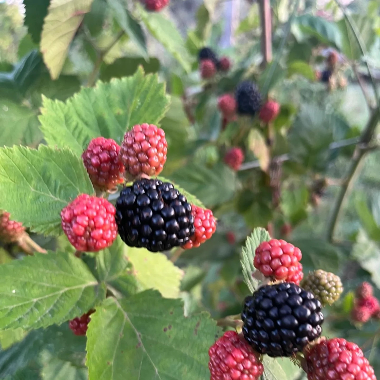 Duvernay Frères - photo 2