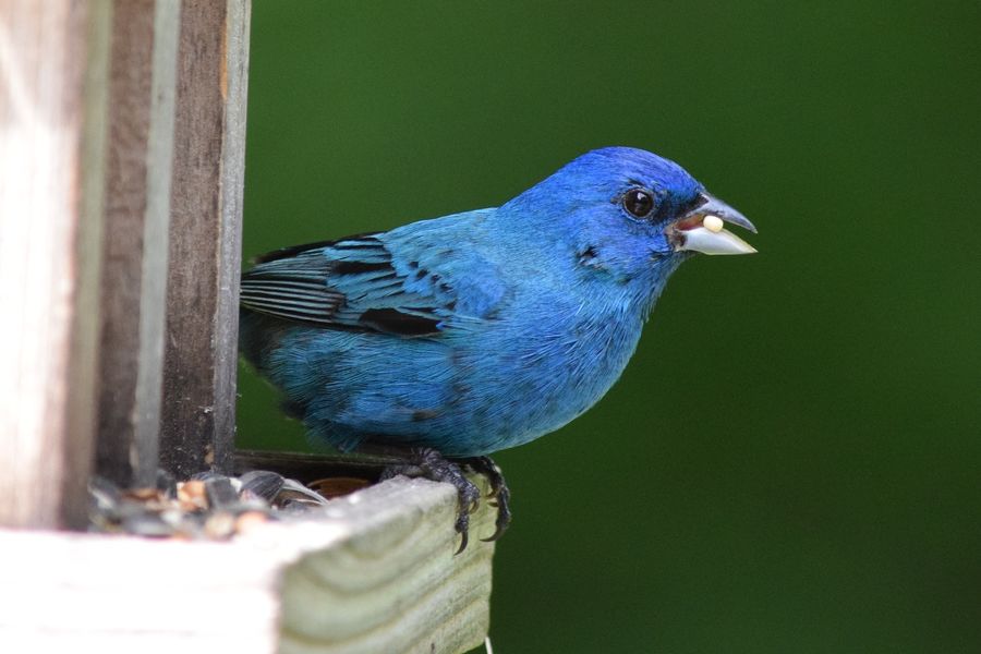 Oiseaux des jardins d'hiver