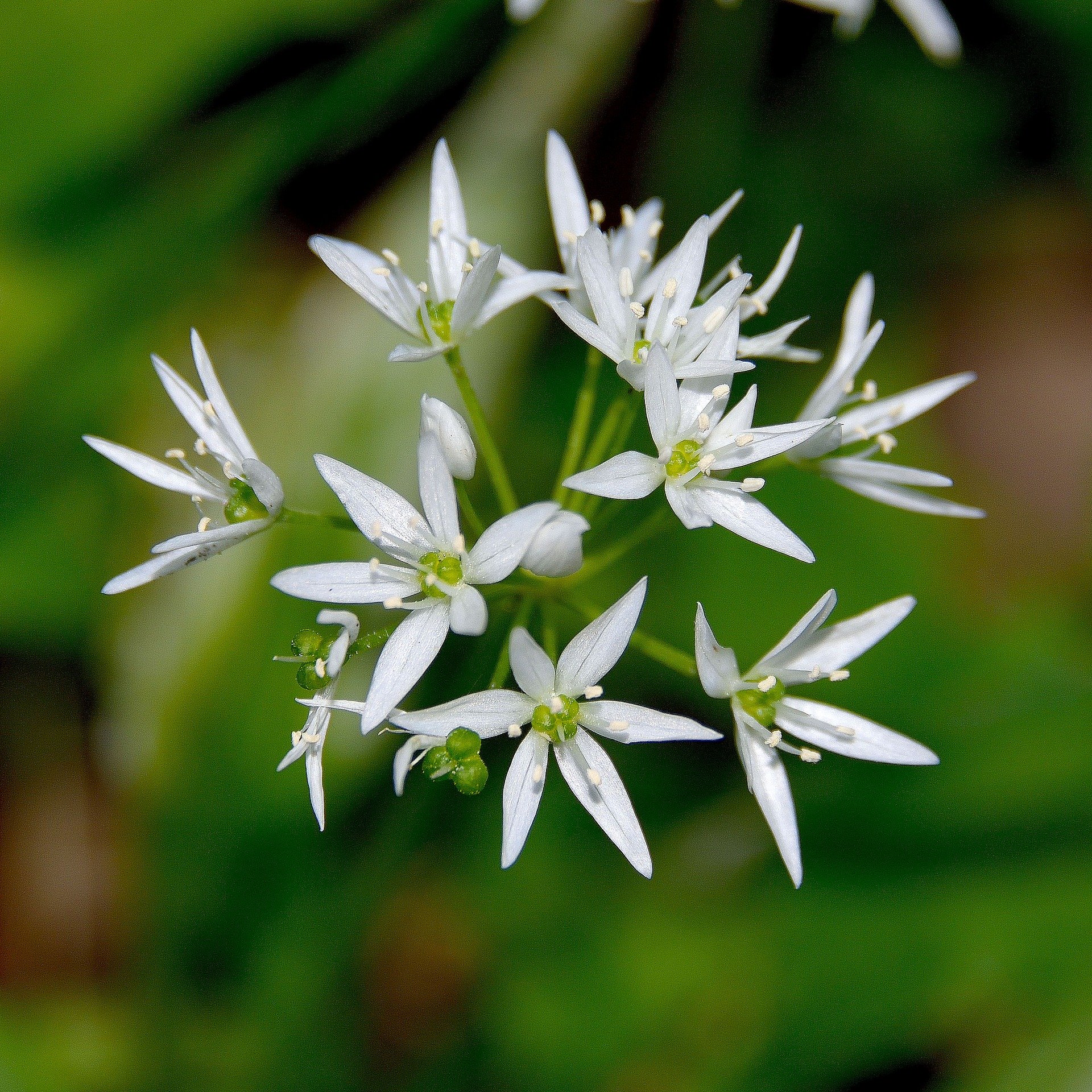 Atelier plantes sauvages et comestibles