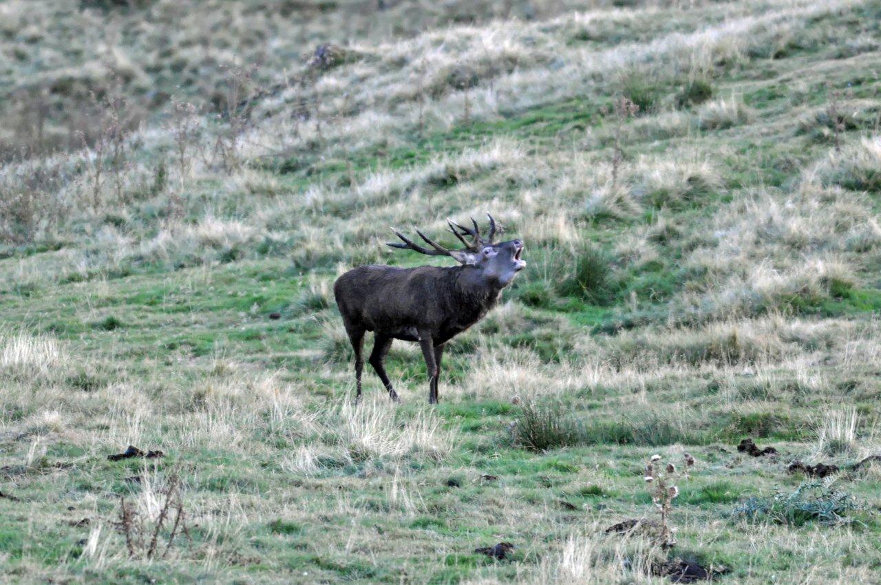 Le brame du cerf