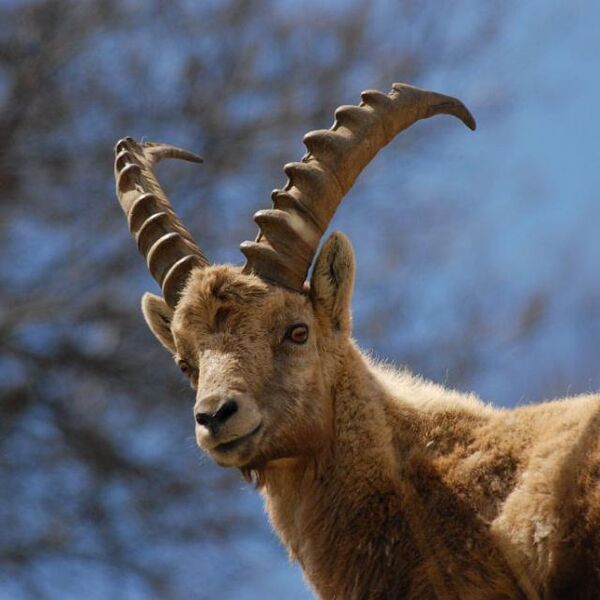 Parc National des Ecrins secteur Haute Romanche