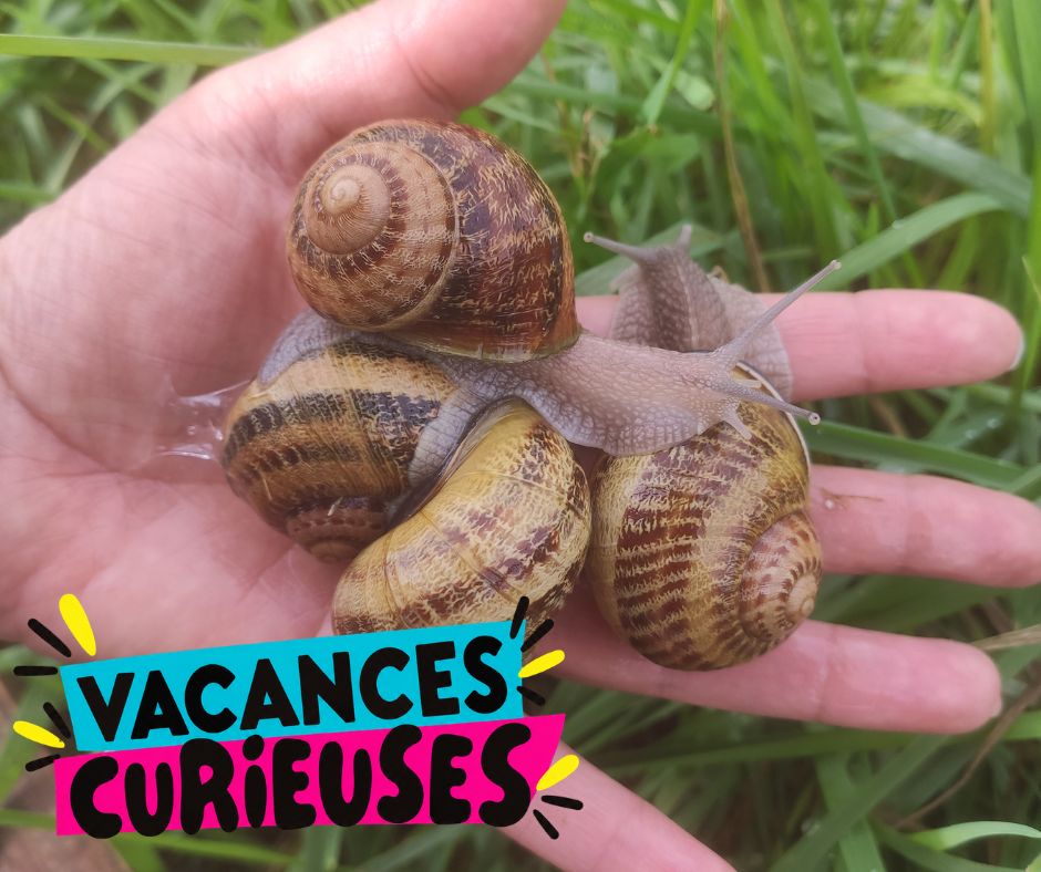 La ferme aux escargots