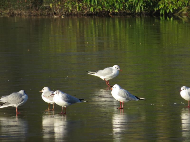 Lac Daumesnil en hiver 