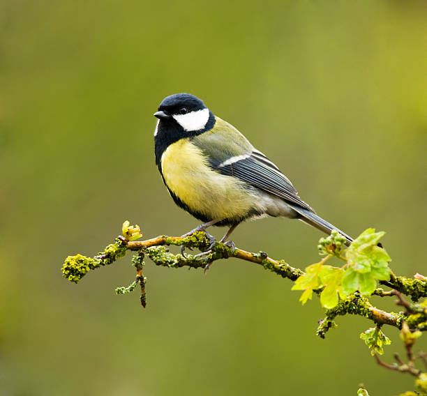 Les Secrets de la Ferme - Sortie nature à la Miellerie : les oiseaux !
