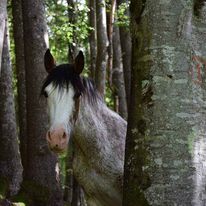 Le Poney Cernaise, l'équitation au naturel