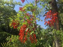Erythrina-falcata