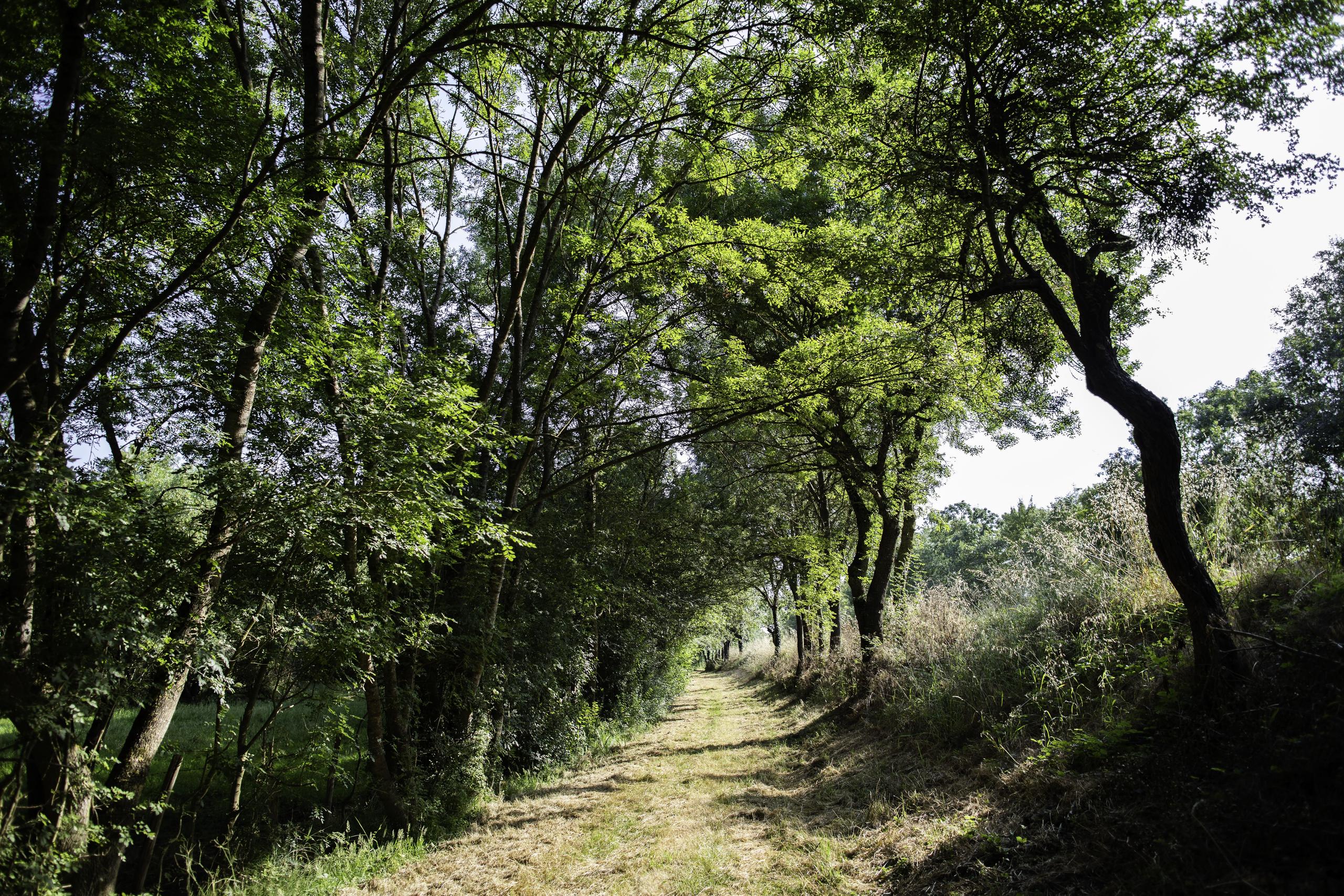 Semaine de l'Arbre et du Paysage : Randonnée découverte sur la gestion de la forêt