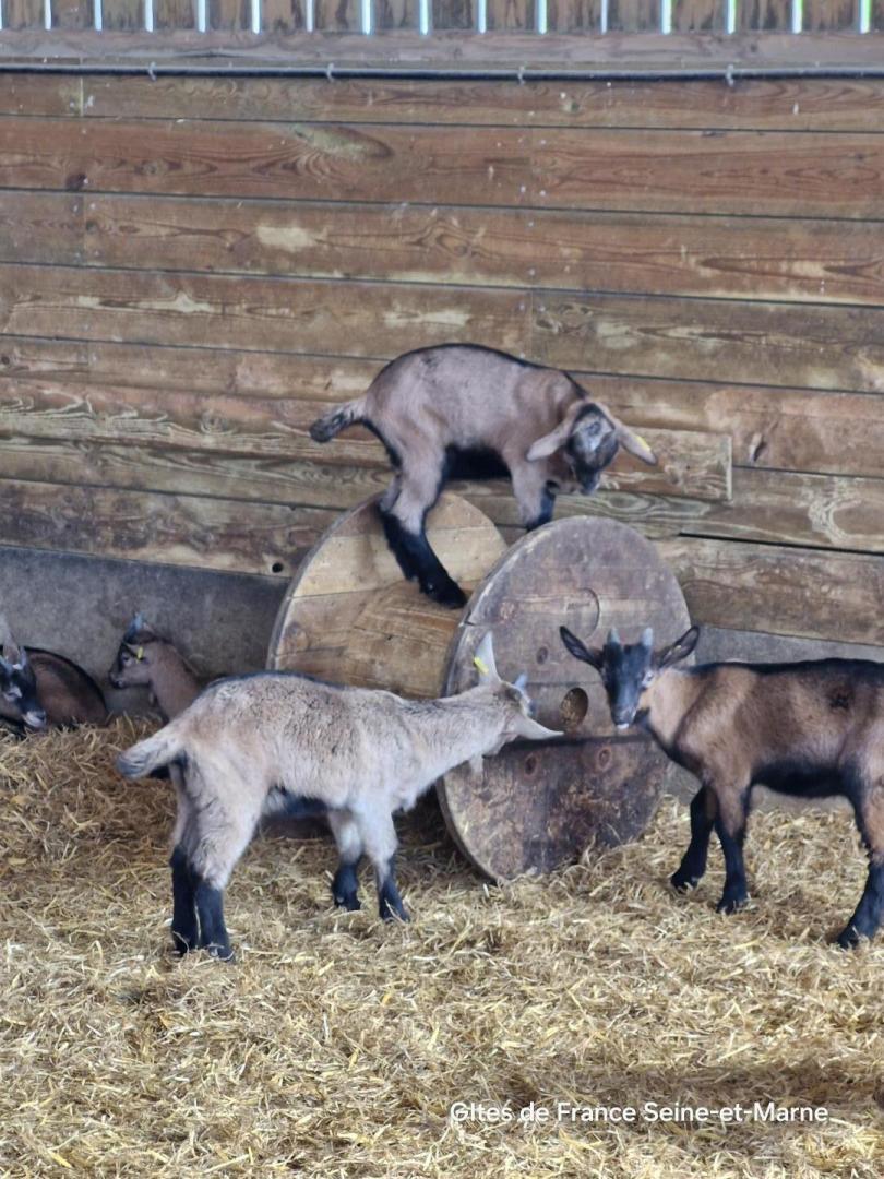 les chevreaux s'amusent !