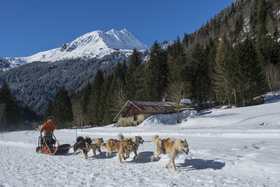 Baptême en chiens de traineau