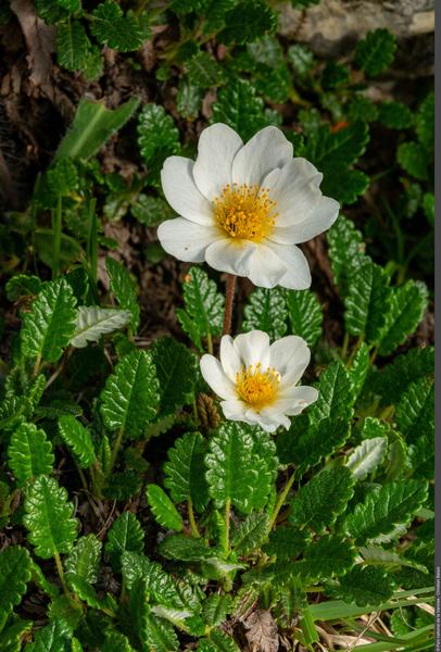 Exposition De fleur en fleur_Modane