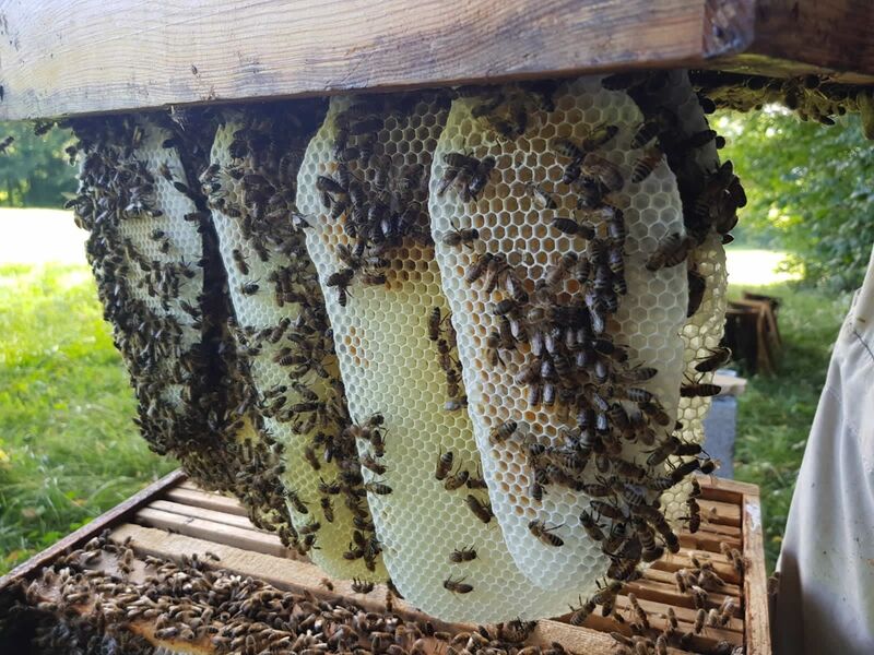 cadre abeilles 3