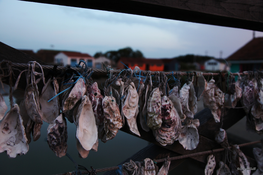 Exposition de photographies - Pierre Callandreau