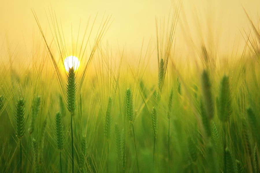 agriculture - © pixabay agriculture - © pixabay